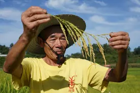立志“横扫”长江全流域 这个水稻品种凭什么？图片