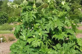 白芷（zhi ）是一种什么样的植物图片