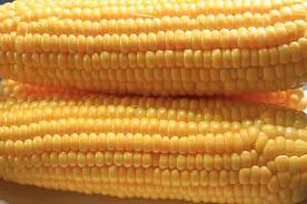 玉米上有个“小开关”，剪刀转一转，轻松剥好玉米粒，方法很实用图片