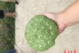 藕带一米长莲蓬一个半斤，来“洪湖观摩会”看世界最好的水生蔬菜图片