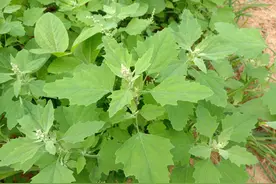 农村常见的“灰灰菜”，煮水洗澡厉害啦，好多人还不知道图片