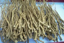 柴胡的仿野生种植技术，非常实用，赶紧看看吧图片