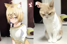 羡慕二次元别人家的猫咪，卖萌傲娇会咬人，我家三次元猫咪胖成球图片