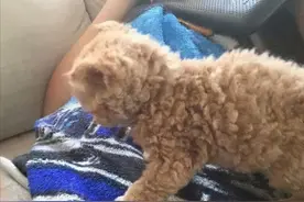 橘猫意外怀孕后产下的独子，模样却让人困惑：亲爹到底是谁？图片