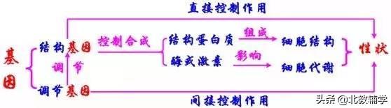 「高考·生物」高中生物重要规律性关系、公式精华汇总