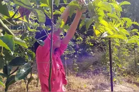 “百香果女童案”罪犯杨光毅被执行死刑 死者家属：终于等到这天，将办后事图片
