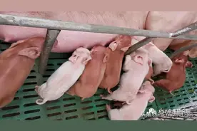 想要快速恢复存栏量？母猪多胎健仔有绝招图片