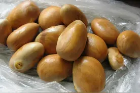 养花“牛人”，一步步将“菠萝蜜核”养成盆栽，还结出40斤大果图片