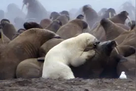 一只北极熊攻击海象群，饥饿让它丧失理智，镜头完美记录全过程图片