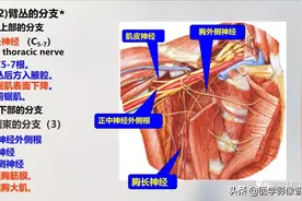 70张超详细上肢解剖图示注解图片