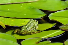 黾字家族：黾蝇渑绳，对文字缺乏感受，同样也会对生活缺乏感知力图片