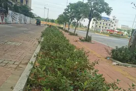 “大尼”，雷州碧桂园外路遇童年的味道图片