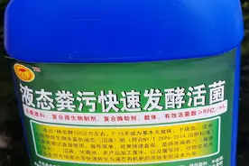 猪粪水直接浇地会烧苗烧根，你知道如何快速处理才能直接浇地吗？图片