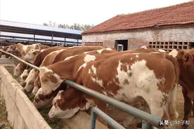 立冬，湖北养牛种什么牧草？这个草有营养，好种，一年收好几茬图片