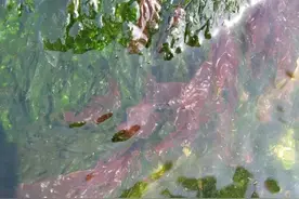 就这样，紫菜悄悄地被开除出了植物界图片