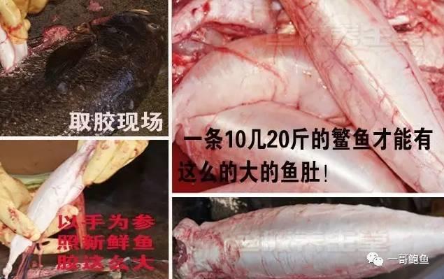 海参和花胶哪个比较贵 2025年海参和花胶哪个比较贵一点