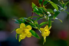 法国香别名卡罗莱纳茉莉，水花其小叶对生，小黄花，喇叭状图片