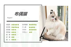 布偶猫丨海/蓝山猫纹双色图片