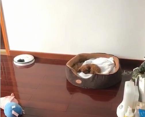 贵宾犬是最适合在城市饲养的狗，但它同样会咬人，不可掉以轻心