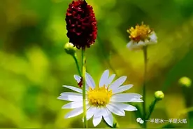 九月寄语：事无所祈，心有坚毅，尽量快乐图片