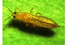 花生叶片皱缩有白斑，多半是蓟马危害，三点建议帮您科学防治！图片