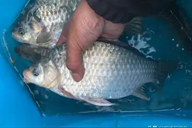 清明前后 各地普遍出现无口现象 找对问题所在 巧妙避开无口尴尬图片