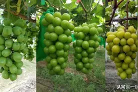 膨果和套袋的时机图片