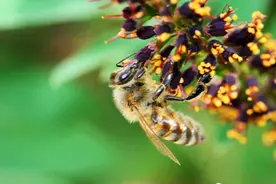 昆虫锐减 酝酿灾难图片