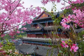 【在韶关过大年】梅花、樱花、油菜花、李花...韶关春节赏花指南出炉，假期一起出发吧图片