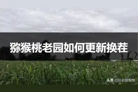 猕猴桃老园更新换茬（倒茬）复壮管理的参考方法图片