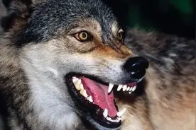 绵竹村民家里闯进一头“恶狼”？还咬死一只鸡？图片