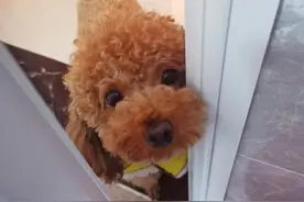 泰迪犬偷偷爱着主人的5个表现，想瞒都瞒不住了图片