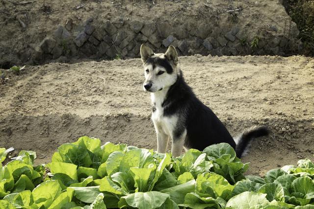 地主婆是什么意思