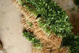 香菜的叶子发红，发紫怎么办？是否影响食用？如何防止？图片