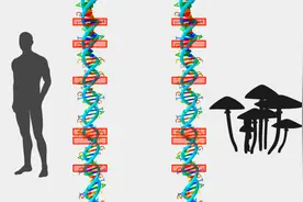 DNA鉴定就一定准确吗？图片