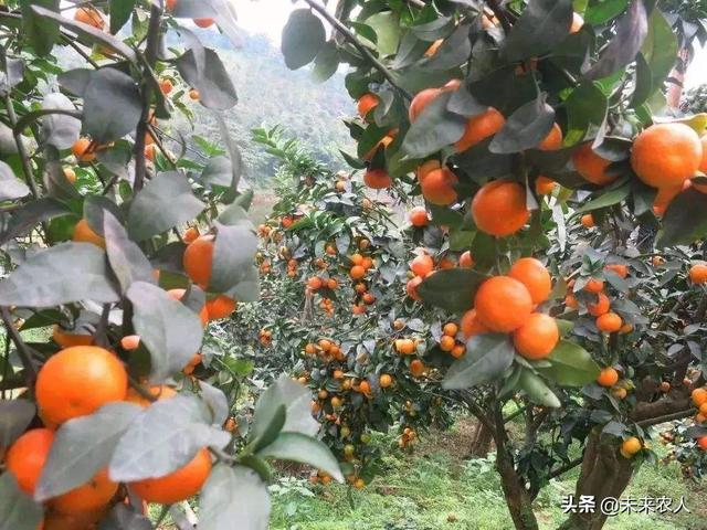 柑橘的生长习性、周期变化、需肥规律，都在这了