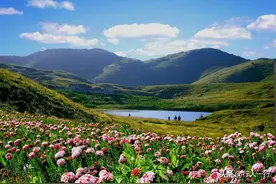 华北最大的亚高山草甸，圣王坪狼毒花进入盛开期，错过还要等一年图片