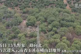 云南大象向北迁徙，竟然是为了避暑？分析：气候变化确实在发生图片