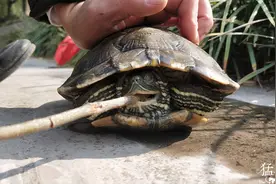 郑州一老人在河中放生乌龟，市民发现不对劲后赶紧叫人图片