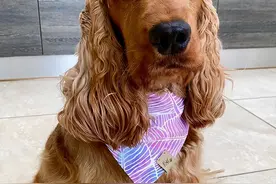 可卡犬和爸爸的初次见面，爸爸就沦陷了：“就它吧！”图片