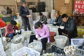 福建漳州水仙花球货紧价俏  1600万粒水仙花球售罄图片