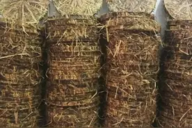 茶枯洗头治脱发，洗头第八次图片