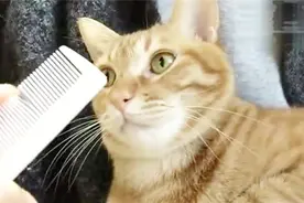 猫听到刮梳子的声音会呕吐？网友：我试了一下，猫好几天没理我视频封面