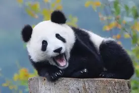熊猫竟然不是稀有物种了？美国教授：没必要再圈养熊猫了图片