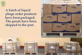 润达生物噬菌体“海外首单”：孟加拉，我们来了图片