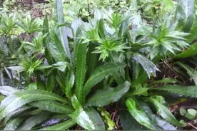 野芫荽是一种怎样的植物，它有什么利用价值呢？图片