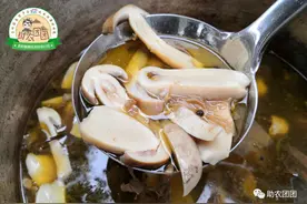 【扶贫带货 助力脱贫】纳雍赤松茸图片