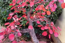 黄栌是一种什么样的植物？图片