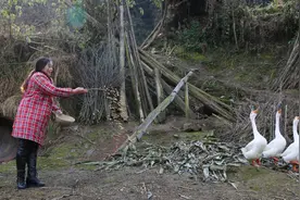 她19岁嫁到大山深处，吃腊肉喝自酿甜杆酒，没感觉到一点生活压力图片