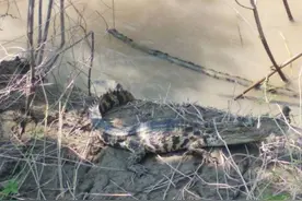 南京江边惊现扬子鳄？专家：可能是逃逸出来的暹罗鳄图片